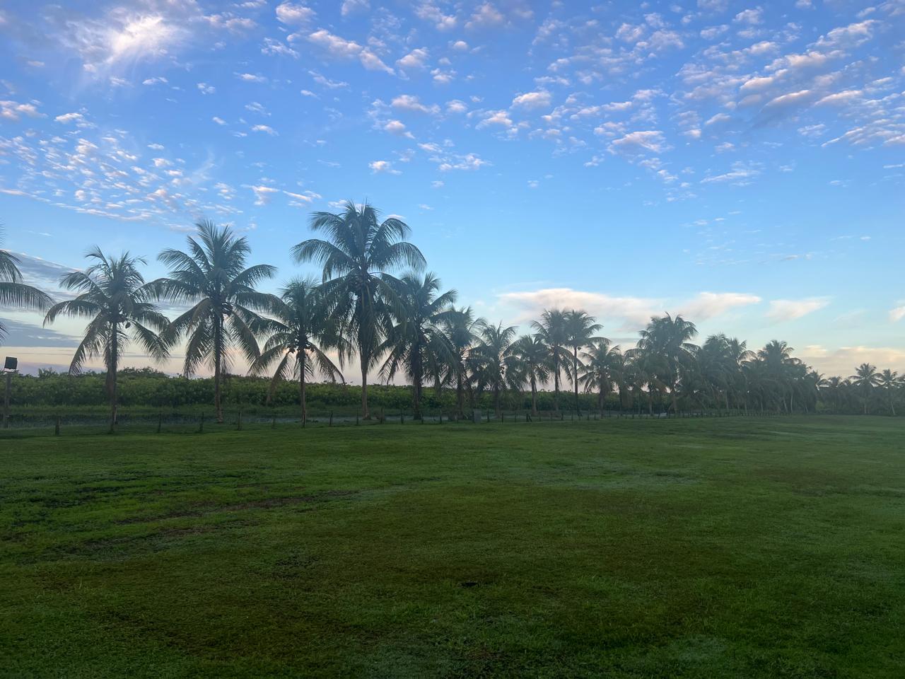 Vue de l'Îlot Caïmans, marais de Sinnamary, Guyane